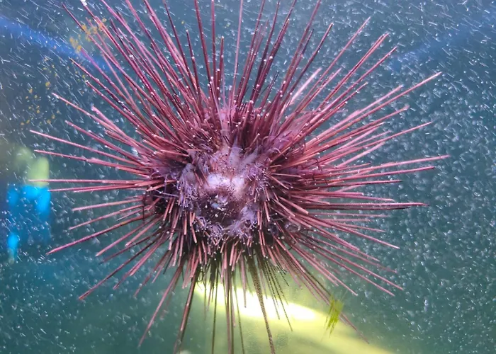 Casa De Buenos Dias Apartamento *