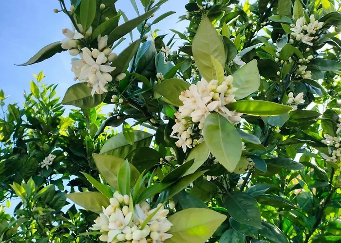 Casa De Buenos Dias Apartamento