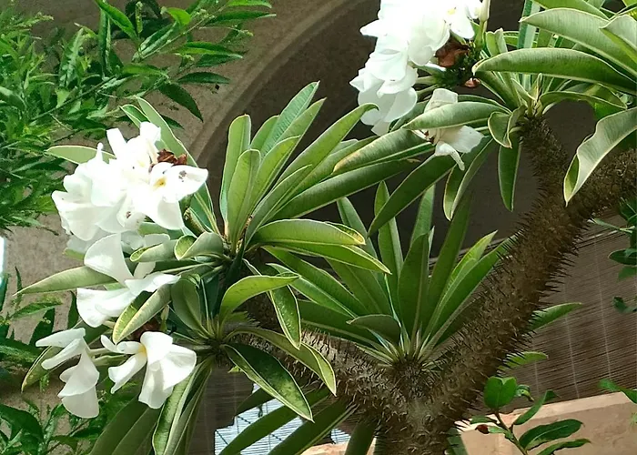 Apartamento Casa De Buenos Dias Torrevieja