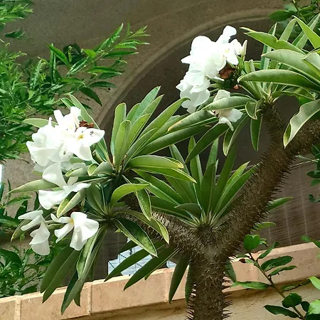 شقة Casa De Buenos Dias تورّيفيِخا