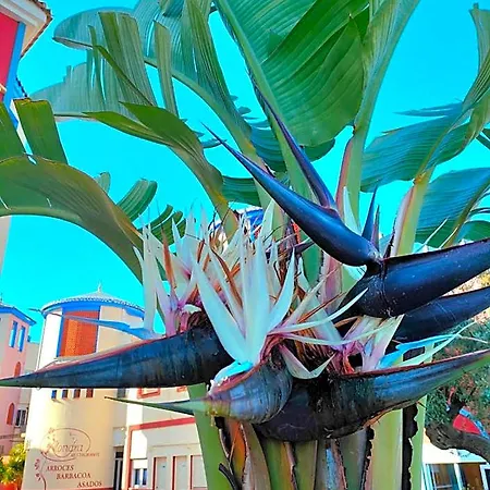 Casa De Buenos Dias Torrevieja